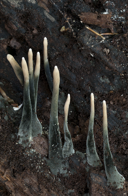 Xylaria longipes